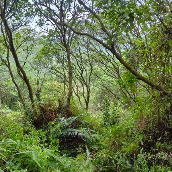 麥汝鑫